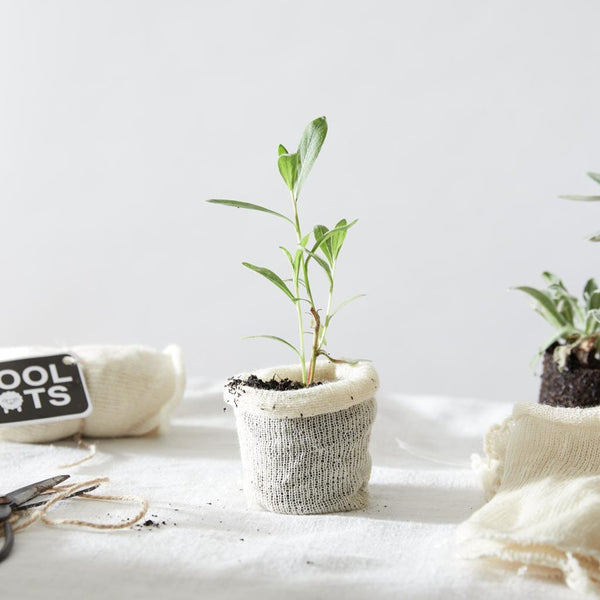 example of planted wool pot