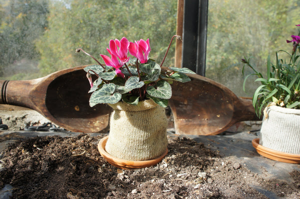 cyclamen growing in wool pot