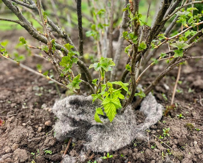 wool weed suppressant