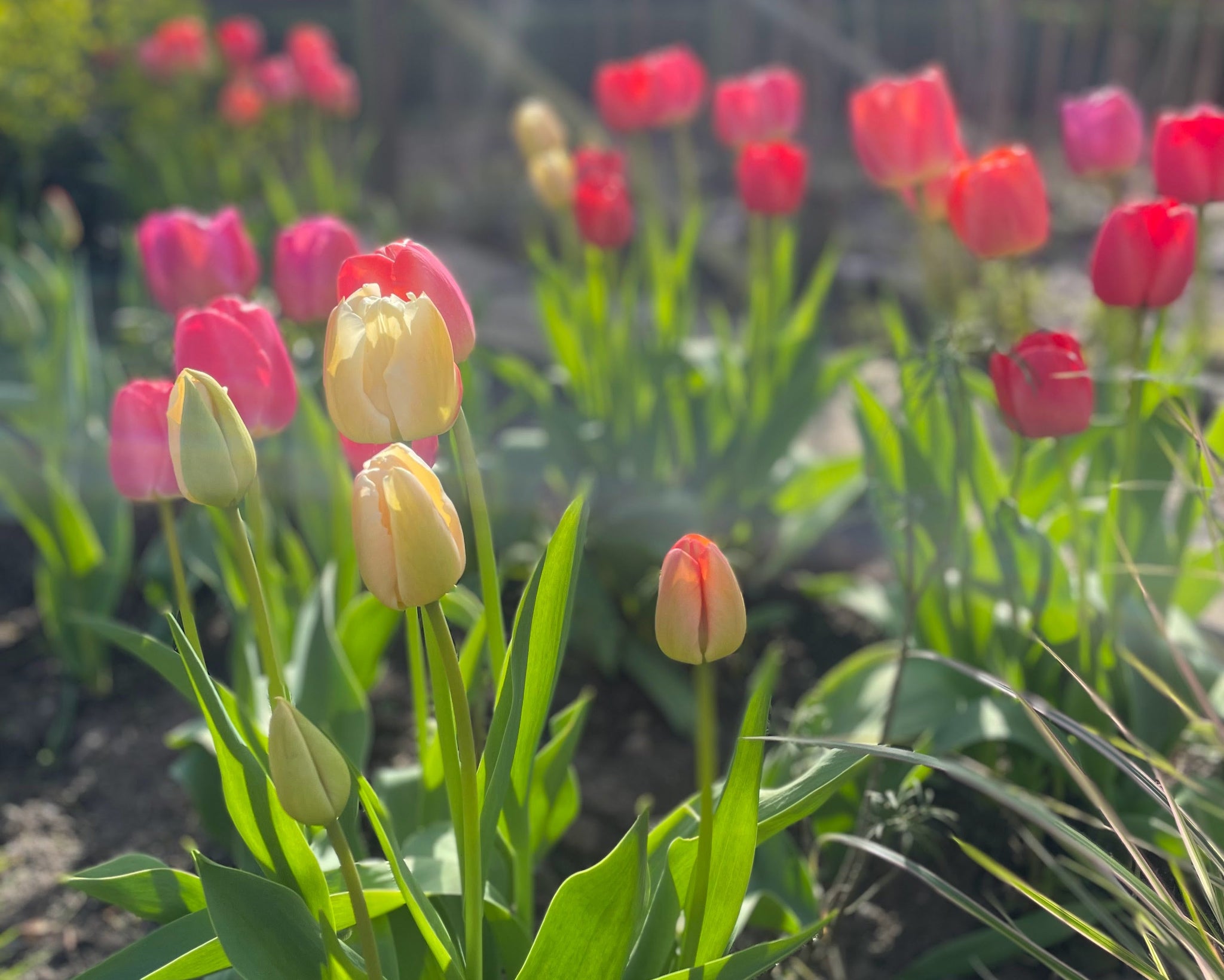 tulips